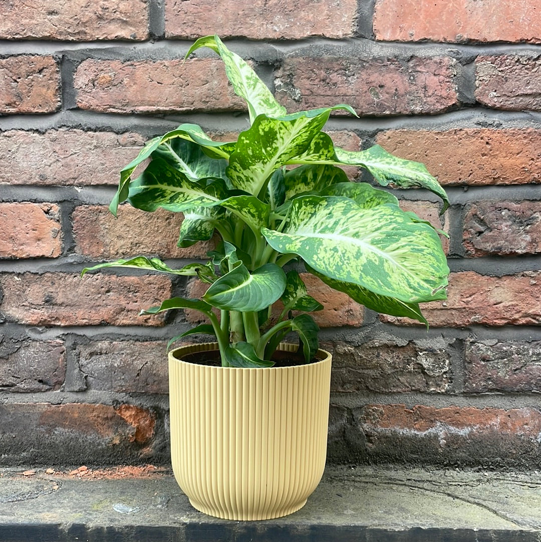 Dieffenbachia