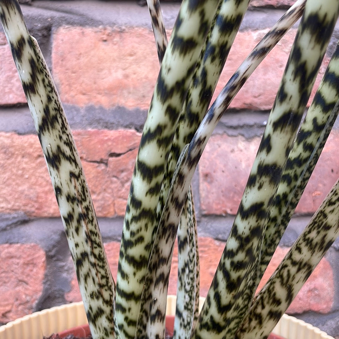 Alocasia Zebrina