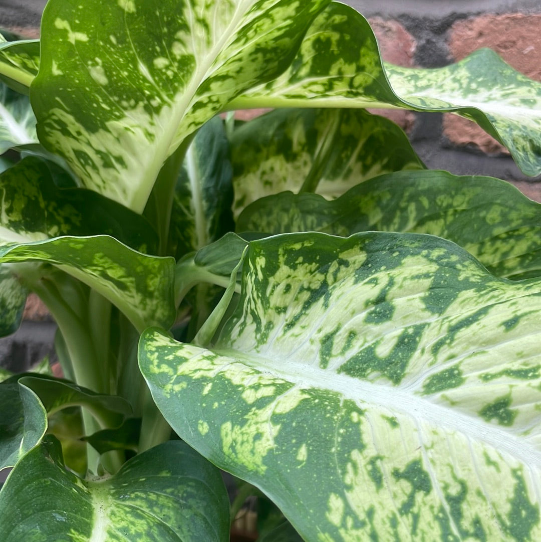 Dieffenbachia