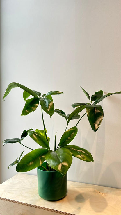 Philodendron Fun Bun