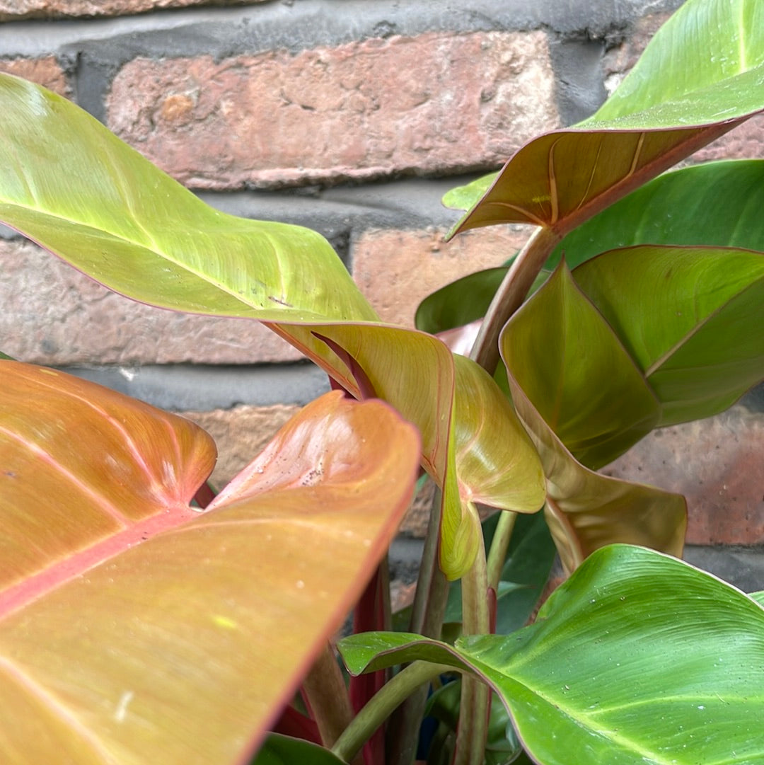 Philodendron Prince of Orange