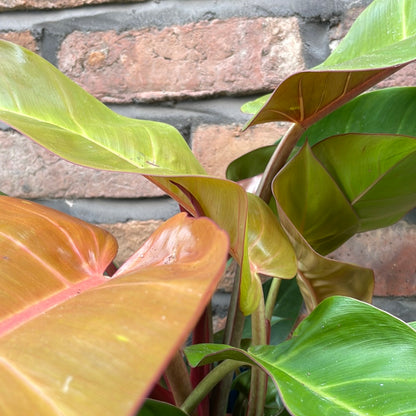 Philodendron Prince of Orange