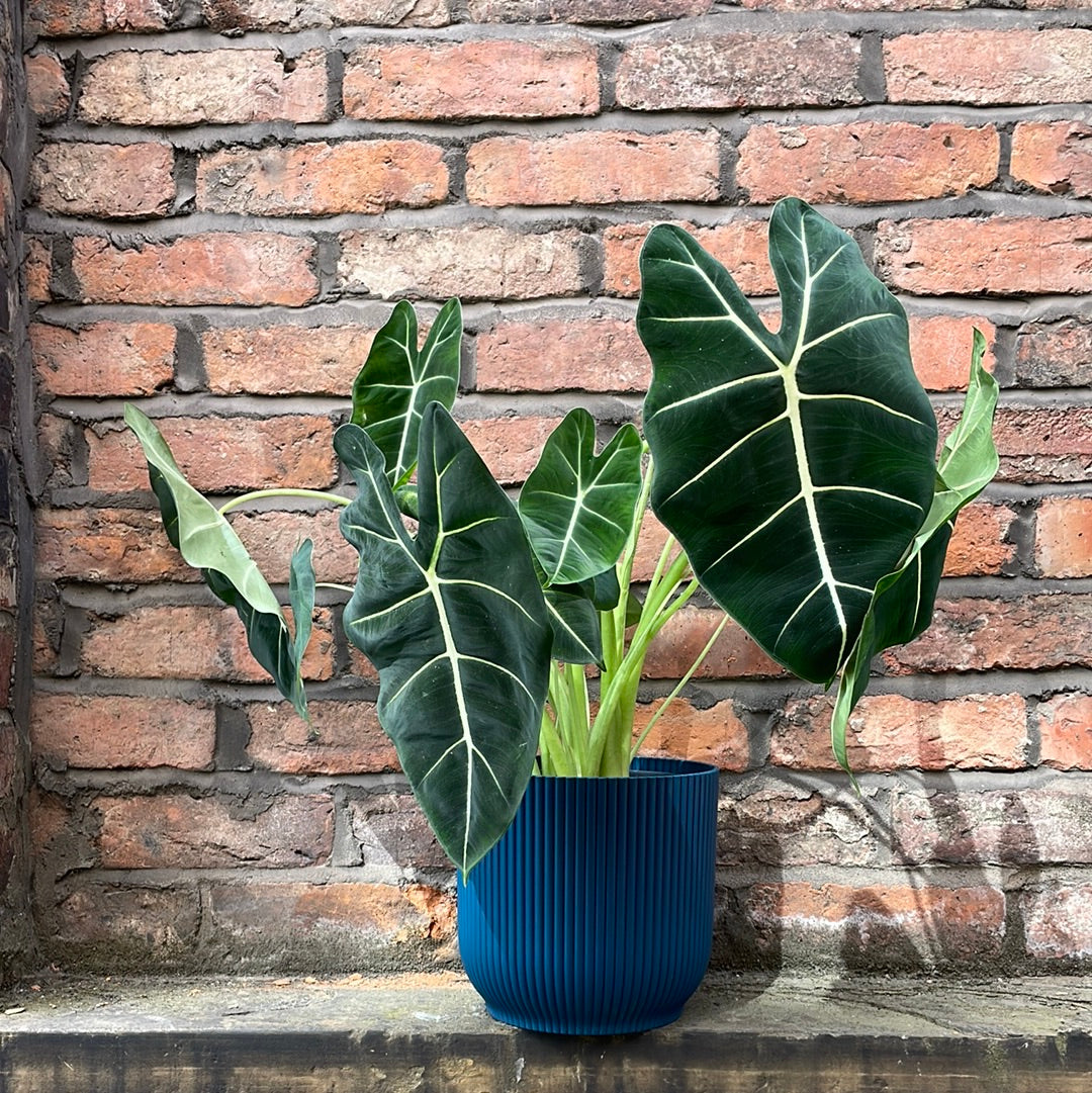 Alocasia Frydek