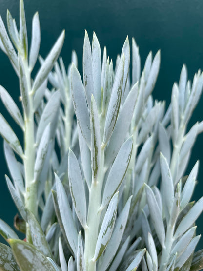 Curio Senecio Mount Everest