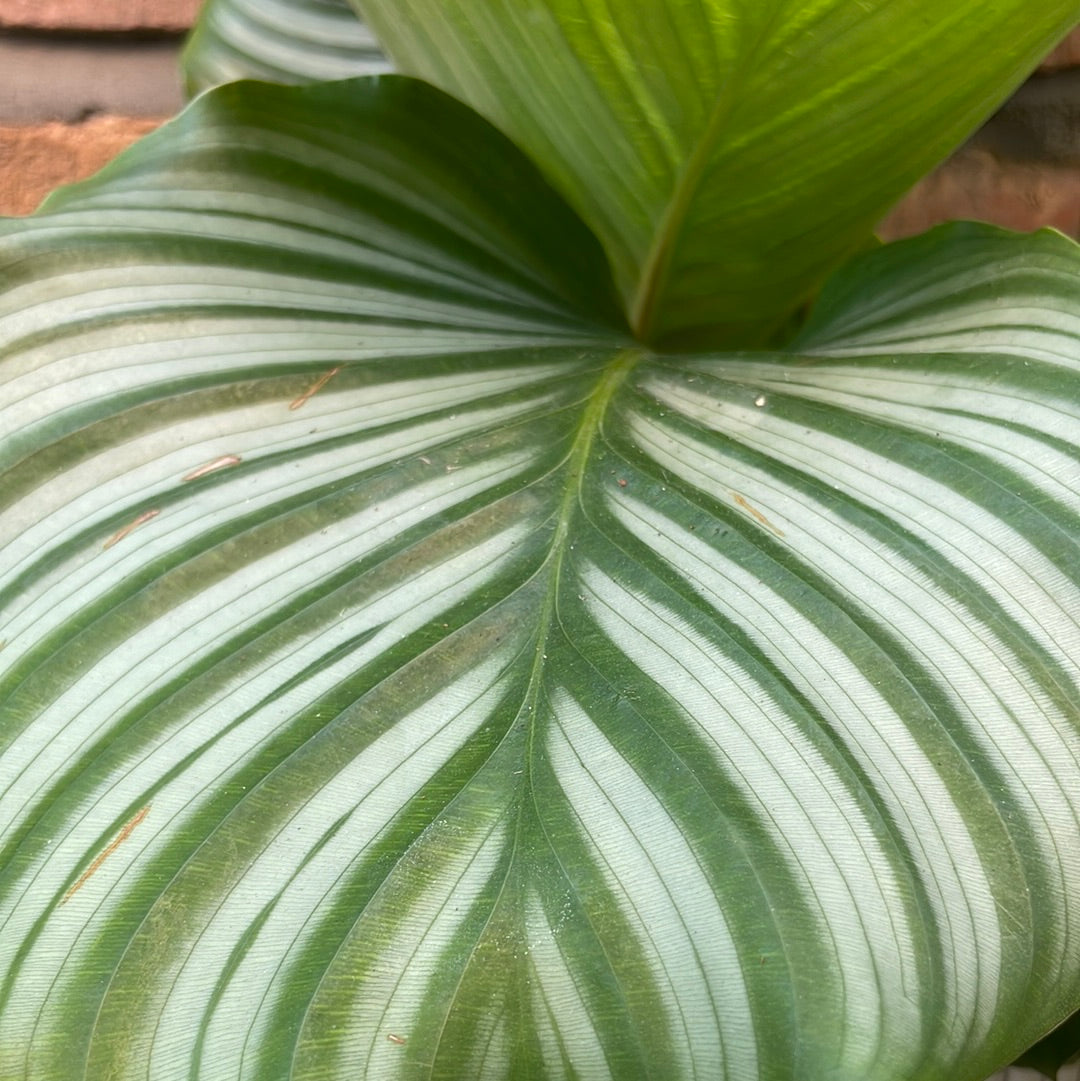 Calathea orbifolia