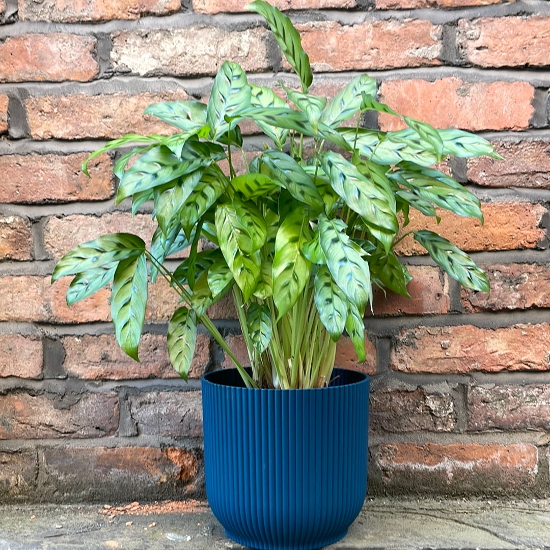 Calathea Leopardina