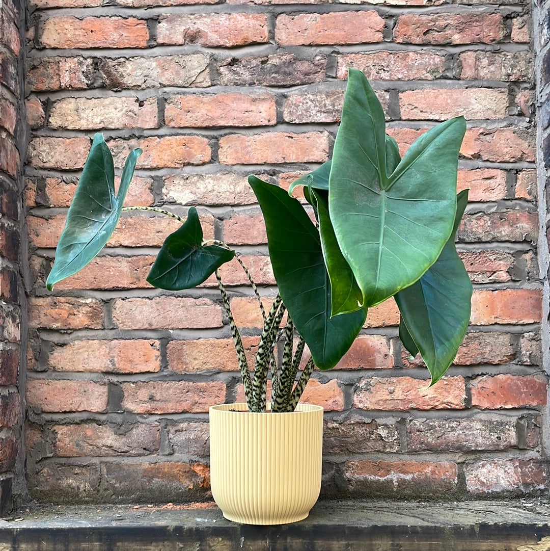 Alocasia Zebrina