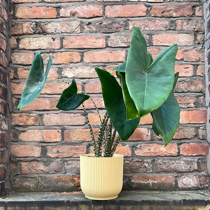 Alocasia Zebrina