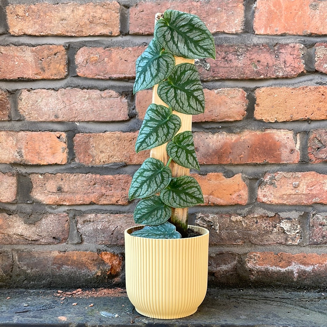 Monstera Dubai