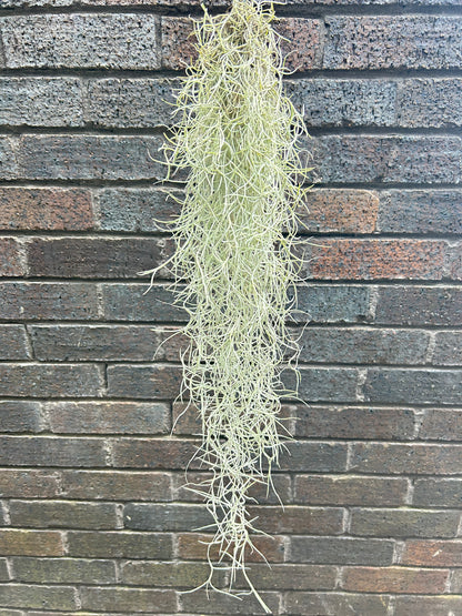 Tillandsia Usneoides &quot; Spanish Moss&quot;