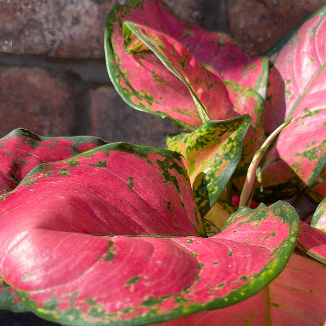 Aglaonema Pink