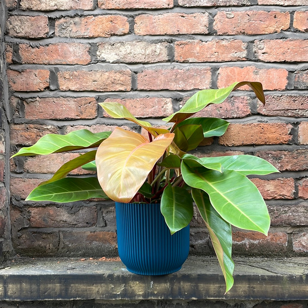 Philodendron Prince of Orange