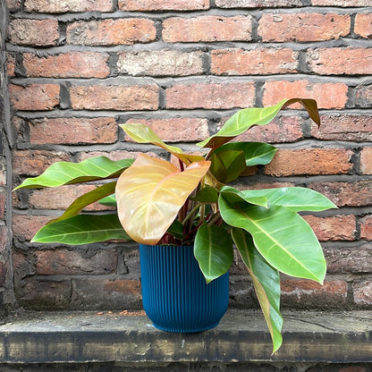 Philodendron Prince of Orange