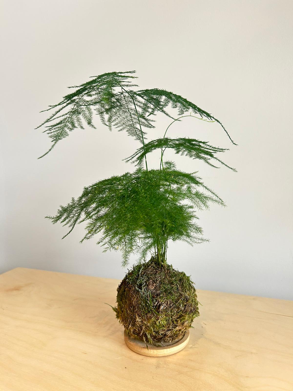 Asparagus Fern Kokedama