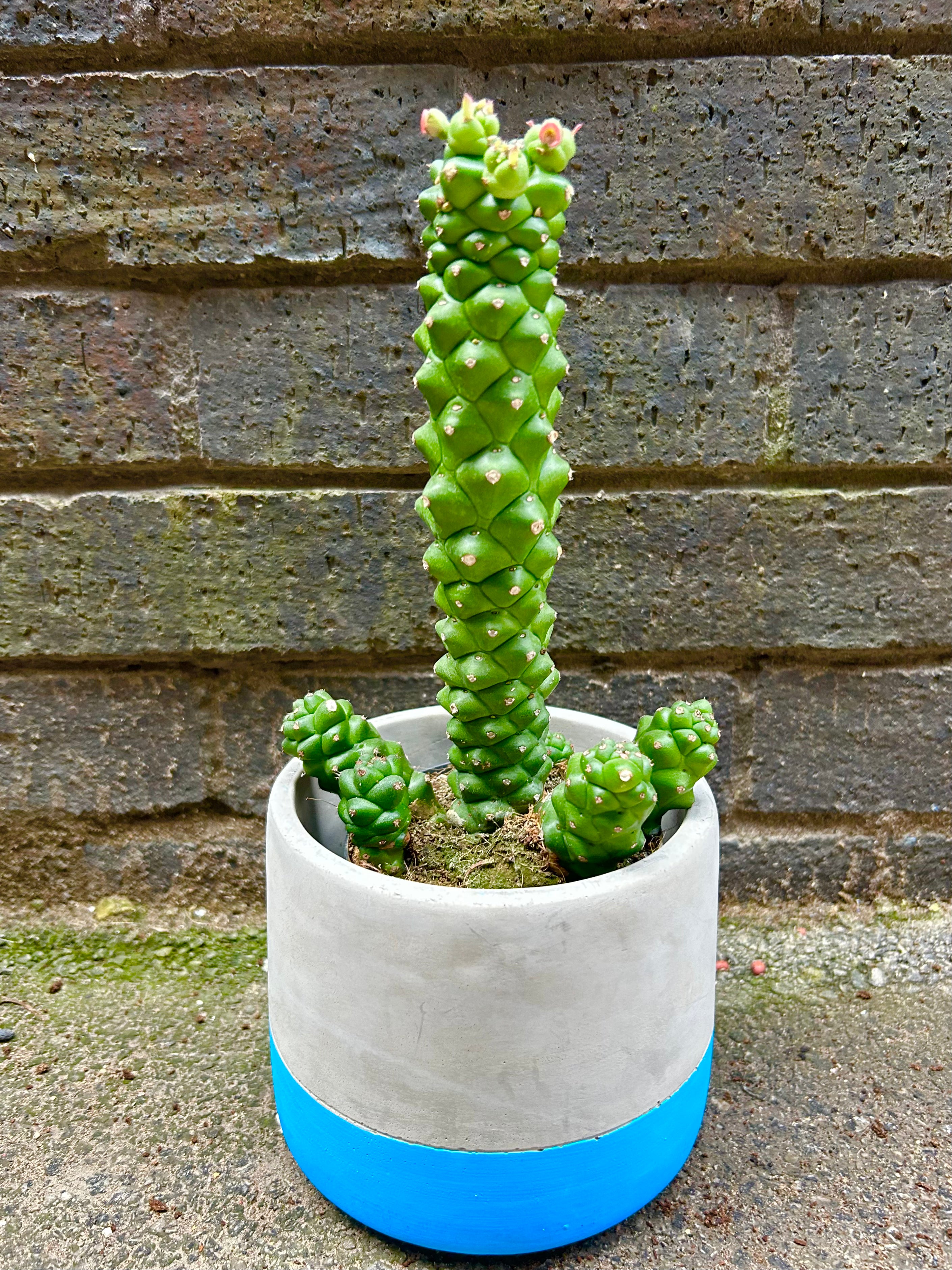 Euphorbia Ritchie