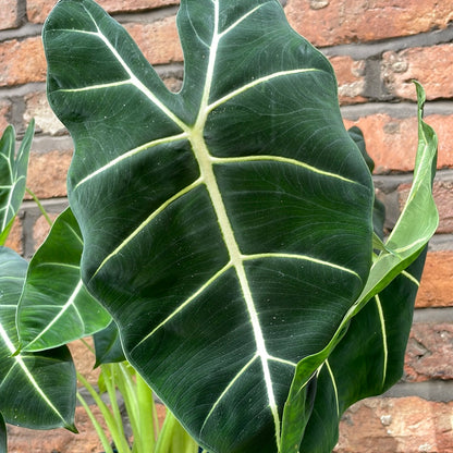 Alocasia Frydek