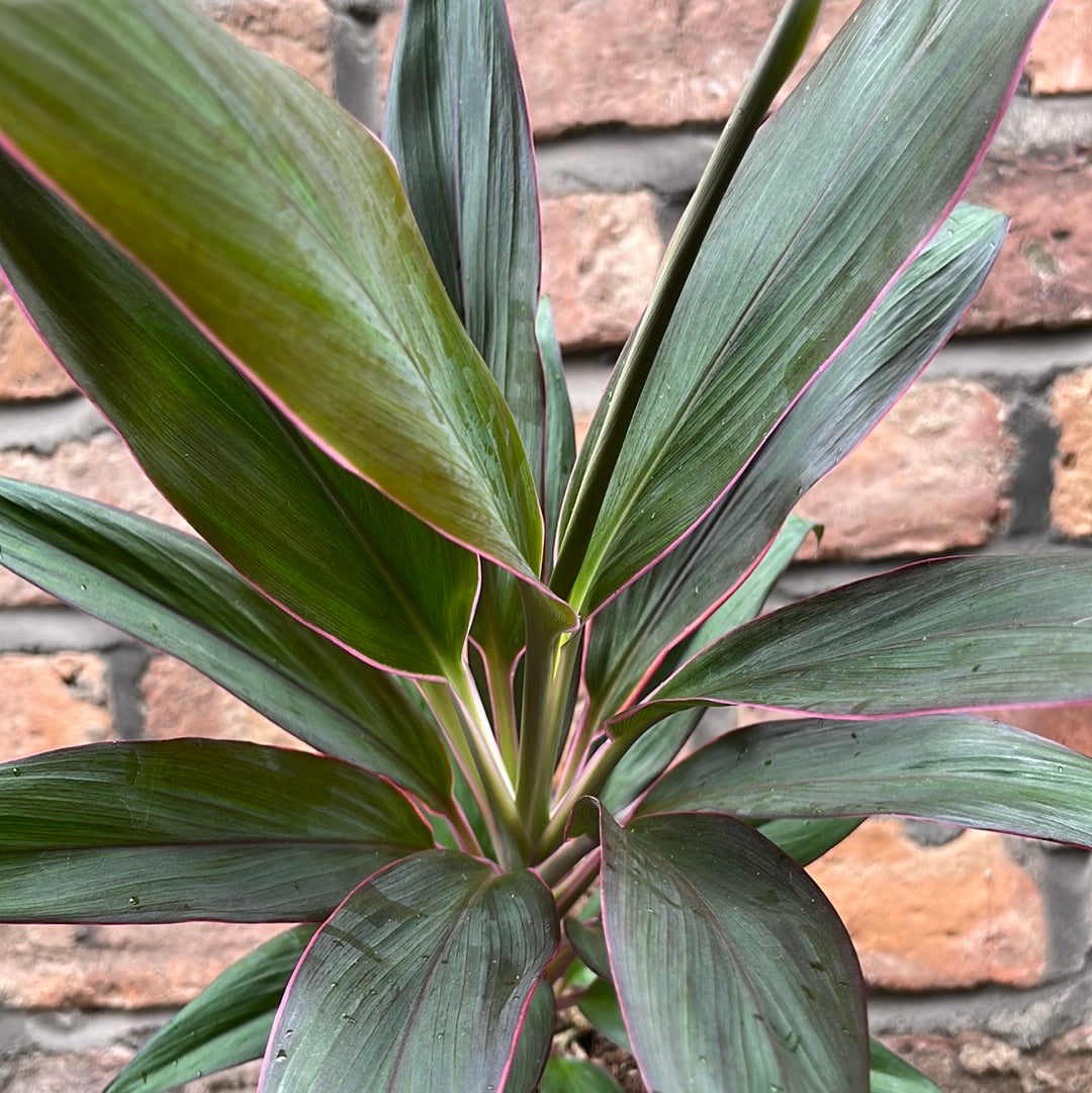 Cordyline Rumba