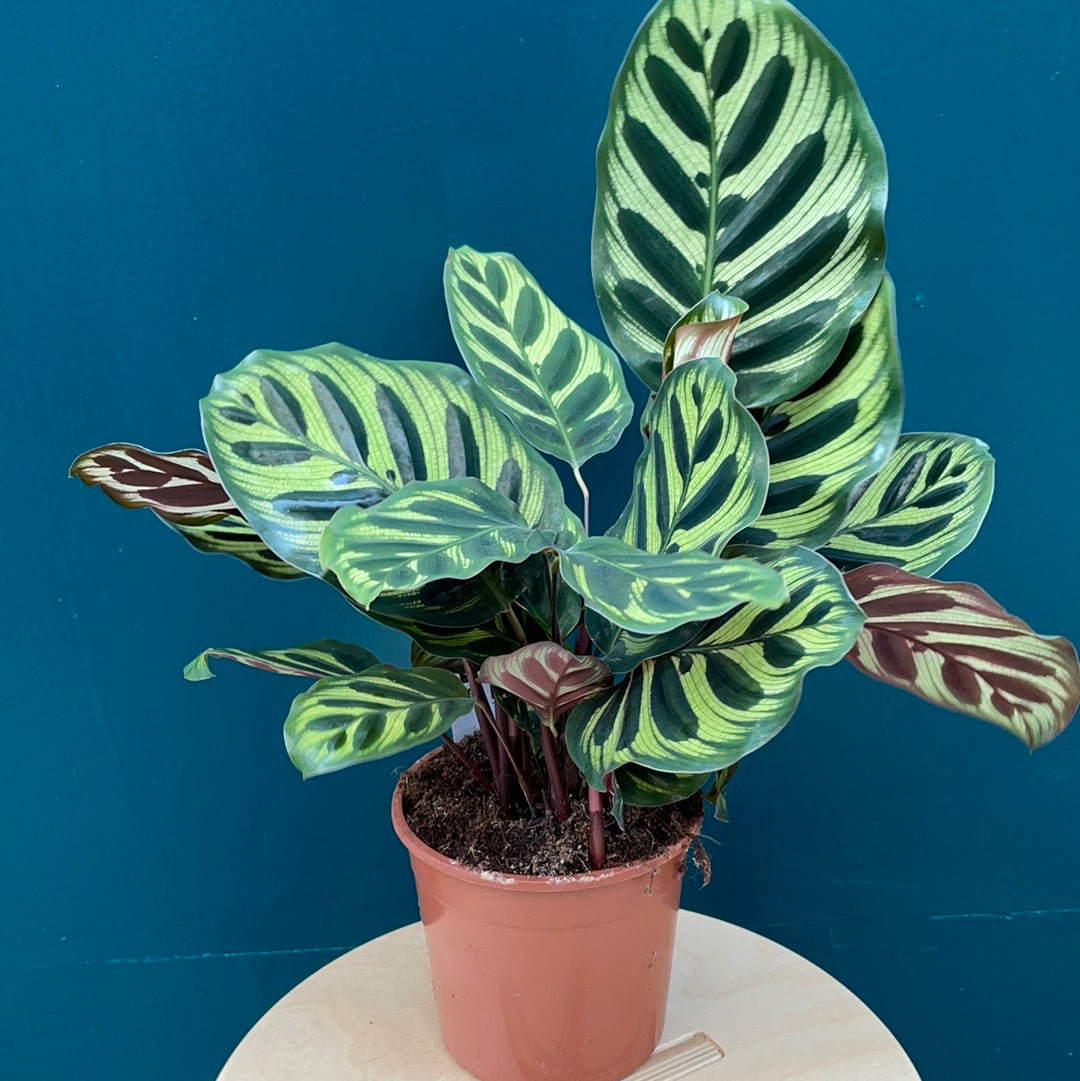Calathea Makoyana