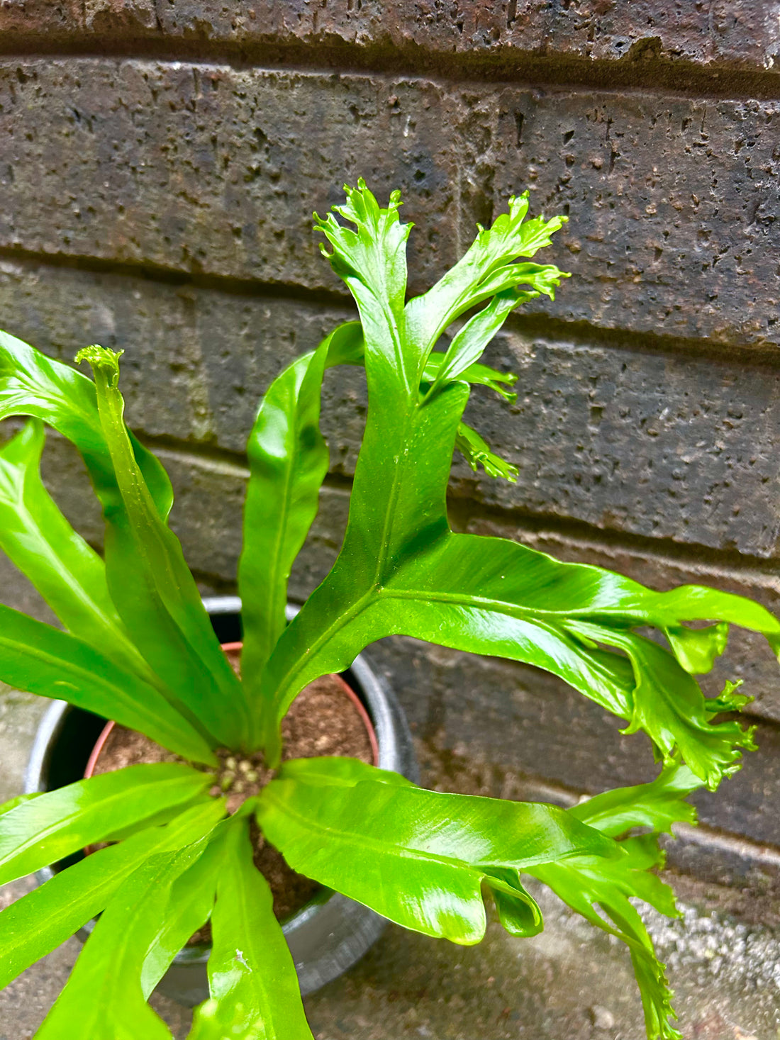 Asplenium Nidus Crissie